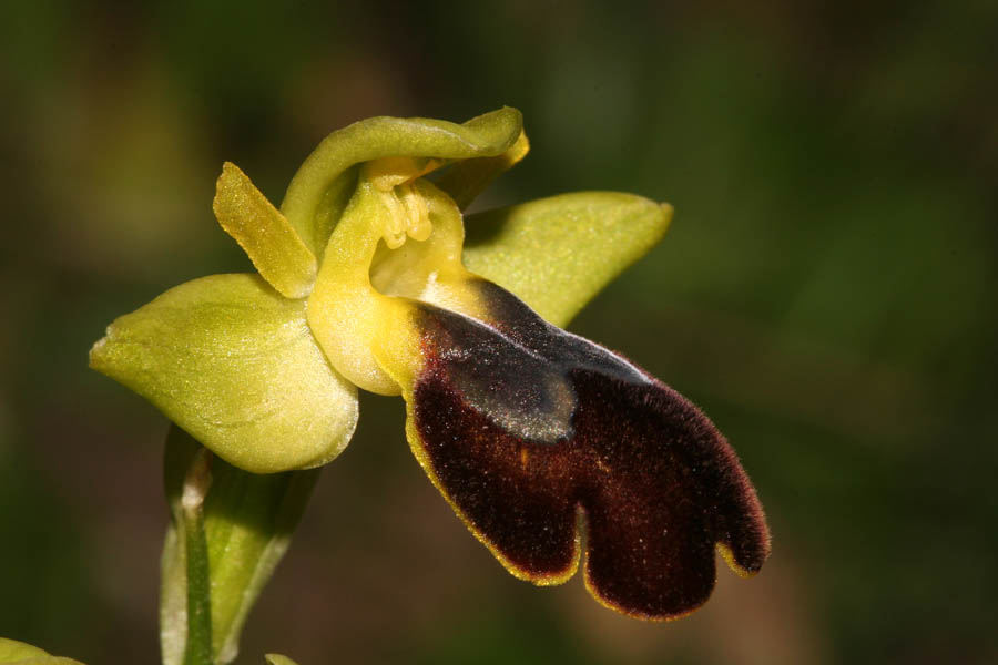 Il razzismo dell''orchidofilo